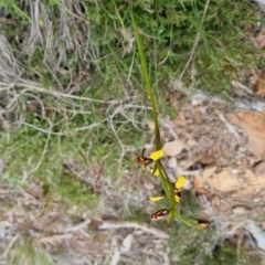 Diuris pardina (Leopard Doubletail) at Bungendore, NSW - 4 Oct 2022 by clarehoneydove