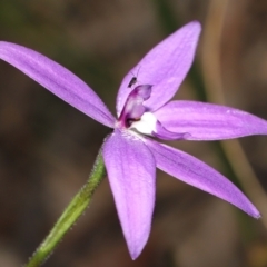 Glossodia major (Wax Lip Orchid) at Acton, ACT - 2 Oct 2022 by TimL