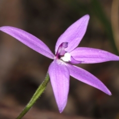 Glossodia major at Acton, ACT - 2 Oct 2022