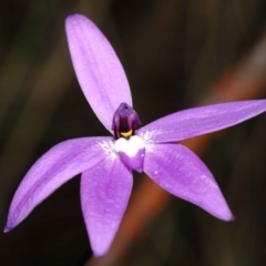 Glossodia major at Acton, ACT - 2 Oct 2022