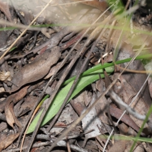 Glossodia major at Acton, ACT - 2 Oct 2022