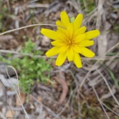 Microseris walteri (Yam Daisy, Murnong) at Bungendore, NSW - 4 Oct 2022 by clarehoneydove