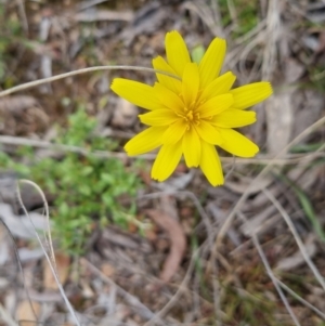 Microseris walteri at Bungendore, NSW - 4 Oct 2022