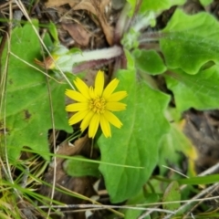 Cymbonotus sp. (preissianus or lawsonianus) at Bungendore, NSW - 4 Oct 2022