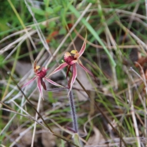 Caladenia actensis at suppressed - 4 Oct 2022