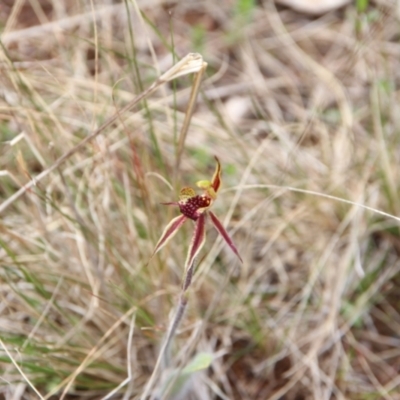 Caladenia actensis (Canberra Spider Orchid) at Hackett, ACT by petersan