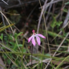 Caladenia fuscata (Dusky Fingers) at Hackett, ACT - 3 Oct 2022 by petersan