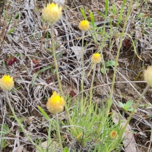 Leucochrysum albicans subsp. tricolor at O'Malley, ACT - 4 Oct 2022