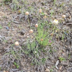 Leucochrysum albicans subsp. tricolor at O'Malley, ACT - 4 Oct 2022