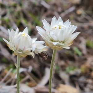 Leucochrysum albicans subsp. tricolor at O'Malley, ACT - 4 Oct 2022