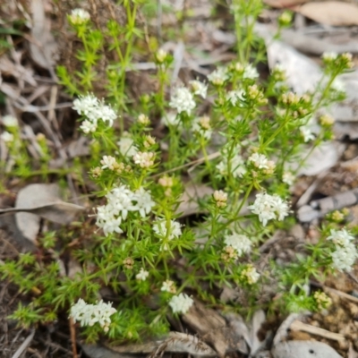 Asperula conferta (Common Woodruff) at O'Malley, ACT - 4 Oct 2022 by Mike