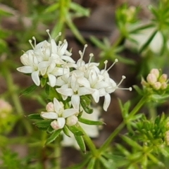 Asperula conferta at O'Malley, ACT - 4 Oct 2022