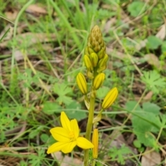 Bulbine bulbosa (Golden Lily, Bulbine Lily) at O'Malley, ACT - 4 Oct 2022 by Mike