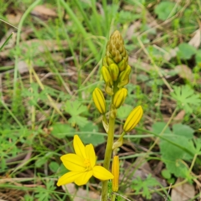 Bulbine bulbosa (Golden Lily, Bulbine Lily) at O'Malley, ACT - 4 Oct 2022 by Mike