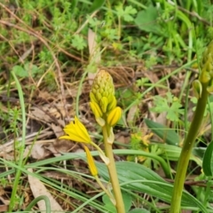 Bulbine bulbosa at O'Malley, ACT - 4 Oct 2022