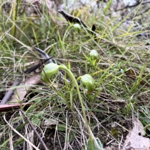 Pterostylis nutans at Paddys River, ACT - suppressed