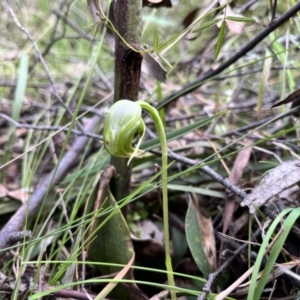 Pterostylis nutans at Paddys River, ACT - suppressed