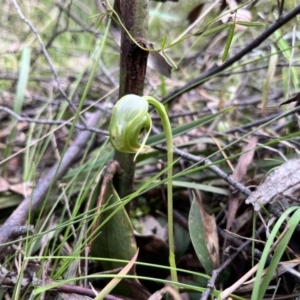 Pterostylis nutans at Paddys River, ACT - suppressed