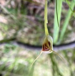 Pterostylis pedunculata at Paddys River, ACT - suppressed