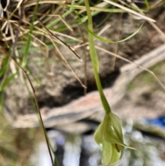 Pterostylis curta (Blunt Greenhood) at Paddys River, ACT - 3 Oct 2022 by JasonC