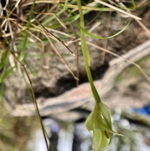 Pterostylis curta at Paddys River, ACT - suppressed