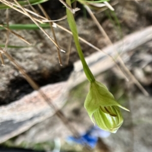 Pterostylis curta at Paddys River, ACT - 3 Oct 2022