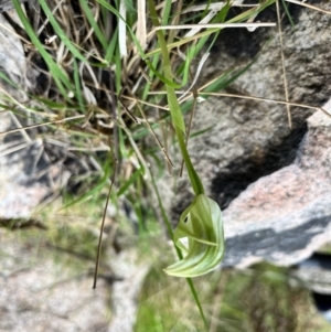 Pterostylis curta at Paddys River, ACT - 3 Oct 2022