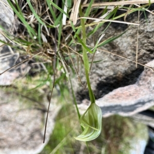 Pterostylis curta at Paddys River, ACT - suppressed