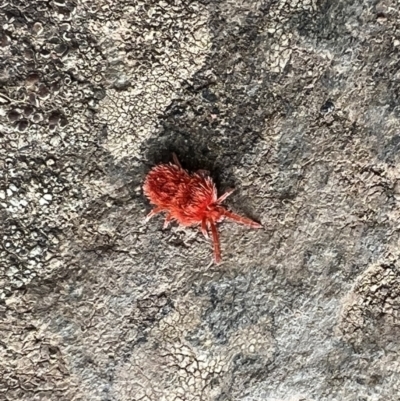 Trombidiidae (family) (Red velvet mite) at Molonglo Gorge - 4 Oct 2022 by FeralGhostbat