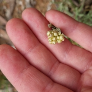 Pseudognaphalium luteoalbum at Bungendore, NSW - 4 Oct 2022 01:34 PM