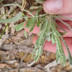 Pseudognaphalium luteoalbum at Bungendore, NSW - 4 Oct 2022 01:34 PM