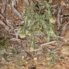 Pseudognaphalium luteoalbum at Bungendore, NSW - 4 Oct 2022 01:34 PM