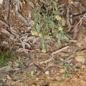 Pseudognaphalium luteoalbum at Bungendore, NSW - 4 Oct 2022 01:34 PM