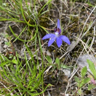 Cyanicula caerulea (Blue Fingers, Blue Fairies) at Throsby, ACT - 4 Oct 2022 by simonstratford