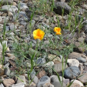 Eschscholzia californica at Coree, ACT - 3 Oct 2022