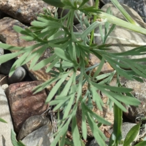 Eschscholzia californica at Coree, ACT - 3 Oct 2022