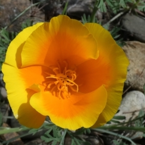 Eschscholzia californica at Coree, ACT - 3 Oct 2022