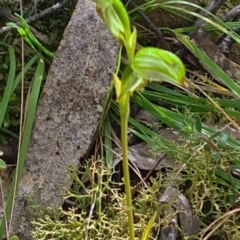 Bunochilus montanus (Montane Leafy Greenhood) at Paddys River, ACT - 4 Oct 2022 by galah681