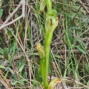 Bunochilus montanus (ACT) = Pterostylis jonesii (NSW) at Paddys River, ACT - suppressed