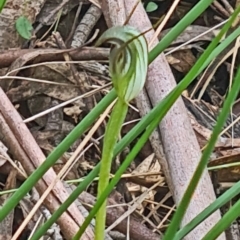 Pterostylis pedunculata (Maroonhood) at Paddys River, ACT - 4 Oct 2022 by galah681