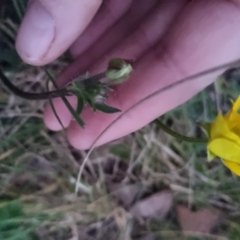 Ranunculus lappaceus at Bungendore, NSW - 4 Oct 2022