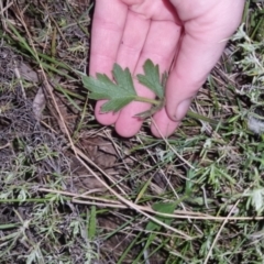 Ranunculus lappaceus at Bungendore, NSW - 4 Oct 2022