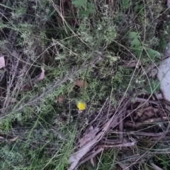 Ranunculus lappaceus at Bungendore, NSW - 4 Oct 2022 07:17 PM