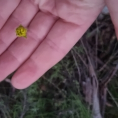 Ranunculus lappaceus at Bungendore, NSW - 4 Oct 2022 07:17 PM