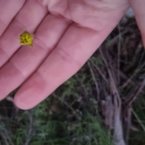 Ranunculus lappaceus at Bungendore, NSW - 4 Oct 2022 07:17 PM