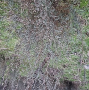 Leptospermum obovatum at Bungendore, NSW - 4 Oct 2022