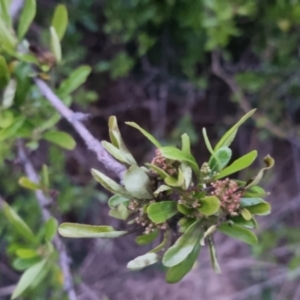 Pyracantha sp. at Bungendore, NSW - 4 Oct 2022