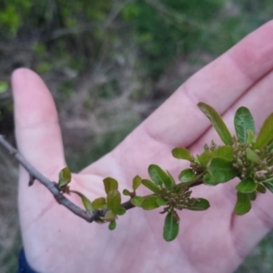 Pyracantha sp. at Bungendore, NSW - 4 Oct 2022