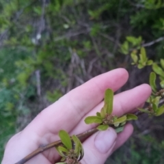 Pyracantha sp. at Bungendore, NSW - 4 Oct 2022