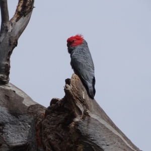 Callocephalon fimbriatum at O'Malley, ACT - 4 Oct 2022